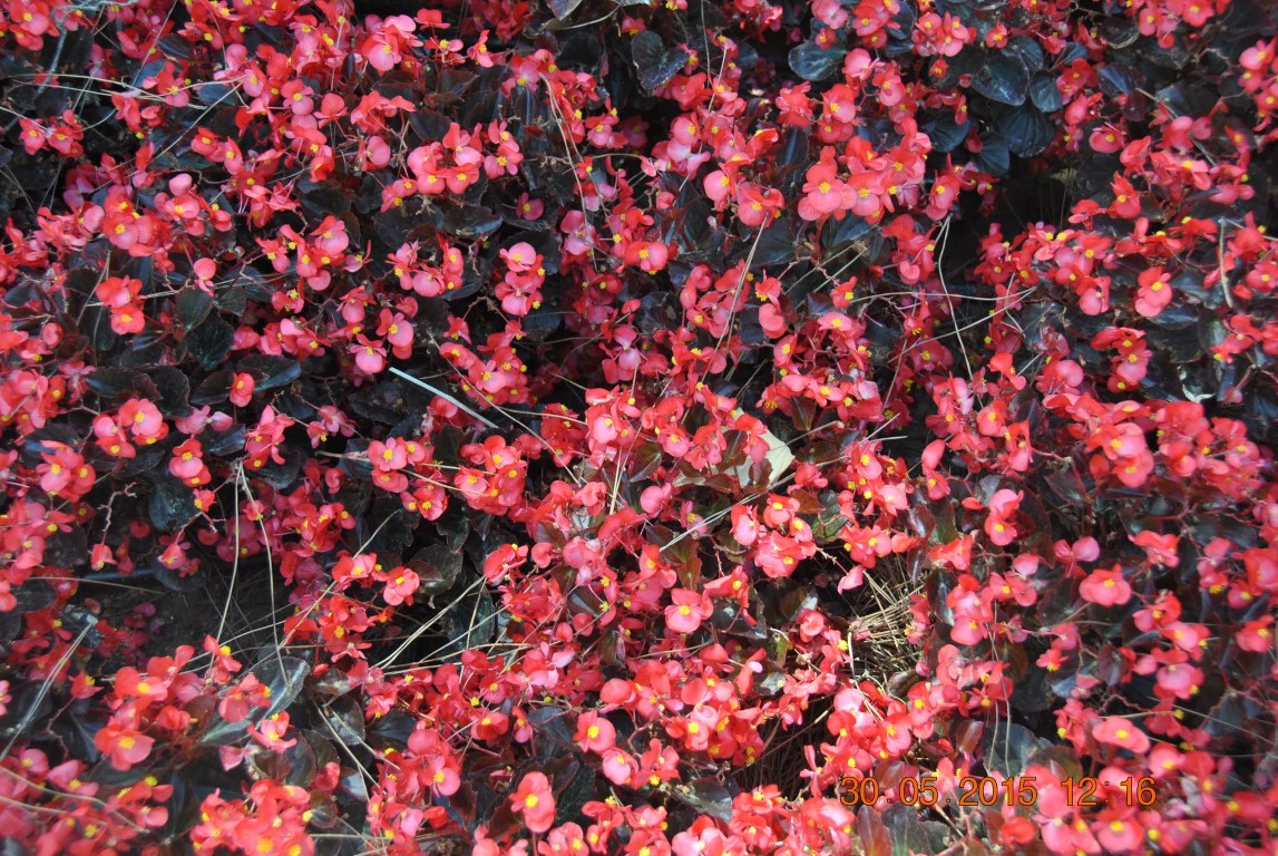 imagini hotel PAPILLON ZEUGMA BELEK